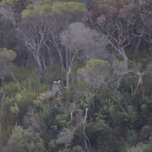 Haliaeetus leucogaster at Ben Boyd National Park - 18 Dec 2023 06:03 PM