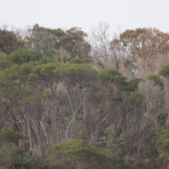 Haliaeetus leucogaster at Ben Boyd National Park - 18 Dec 2023 06:03 PM