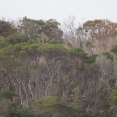 Icthyophaga leucogaster at Beowa National Park - 18 Dec 2023 06:03 PM