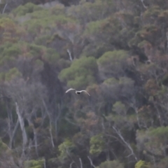 Haliaeetus leucogaster at Ben Boyd National Park - 18 Dec 2023 06:03 PM