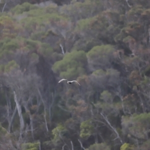 Haliaeetus leucogaster at Beowa National Park - 18 Dec 2023 06:03 PM