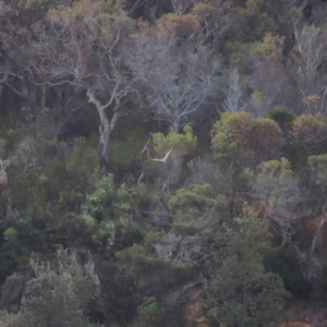 Haliaeetus leucogaster at Ben Boyd National Park - 18 Dec 2023 06:03 PM