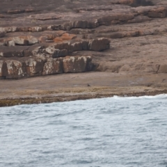 Haematopus fuliginosus (Sooty Oystercatcher) at Ben Boyd National Park - 18 Dec 2023 by JimL