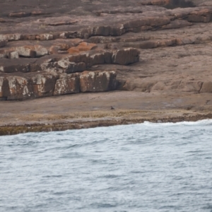 Haematopus fuliginosus at Ben Boyd National Park - suppressed