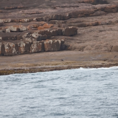 Haematopus fuliginosus (Sooty Oystercatcher) at Green Cape, NSW - 18 Dec 2023 by JimL