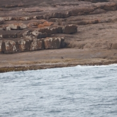 Haematopus fuliginosus at Ben Boyd National Park - suppressed