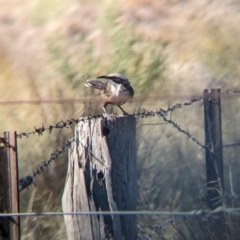 Pomatostomus temporalis (Grey-crowned Babbler) at Wongarbon, NSW - 31 Dec 2023 by Darcy