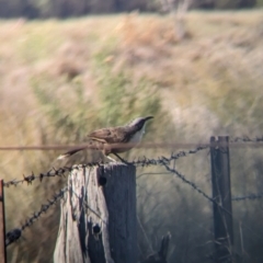 Pomatostomus temporalis at Wongarbon, NSW - 31 Dec 2023