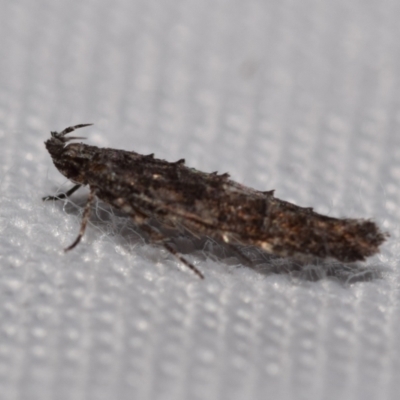 Trachydora capnopa (A Cosmet moth) at Jerrabomberra, NSW - 31 Dec 2023 by DianneClarke