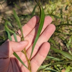 Unidentified Wattle at Dubbo, NSW - 31 Dec 2023 by Darcy