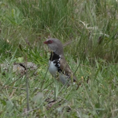 Stagonopleura guttata (Diamond Firetail) at Numeralla, NSW - 31 Dec 2023 by SteveBorkowskis