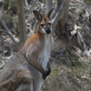 Notamacropus rufogriseus at Numeralla, NSW - suppressed