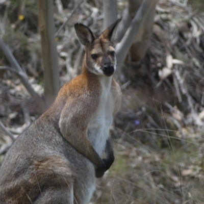 Notamacropus rufogriseus (Red-necked Wallaby) at Numeralla, NSW - 31 Dec 2023 by SteveBorkowskis