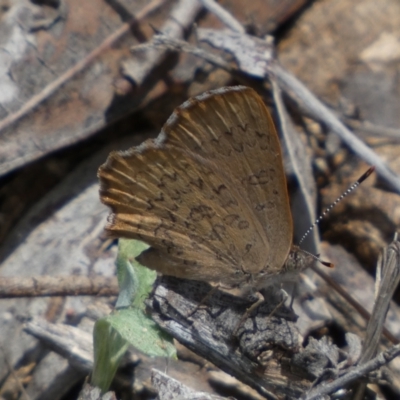 Paralucia pyrodiscus (Fiery Copper) at Numeralla, NSW - 31 Dec 2023 by SteveBorkowskis