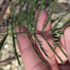 Acacia deanei subsp. deanei (Deane's Wattle) at Dubbo, NSW - 31 Dec 2023 by Darcy