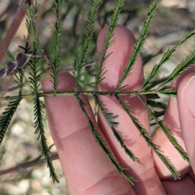Acacia deanei subsp. deanei (Deane's Wattle) at Dubbo, NSW - 31 Dec 2023 by Darcy