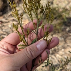 Acacia deanei subsp. deanei at Dubbo, NSW - 31 Dec 2023