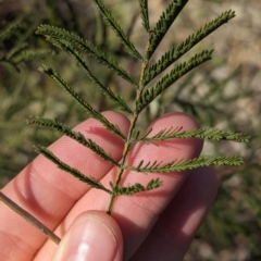 Acacia deanei subsp. deanei at Dubbo, NSW - 31 Dec 2023