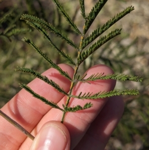 Acacia deanei subsp. deanei at Dubbo, NSW - 31 Dec 2023 05:23 PM