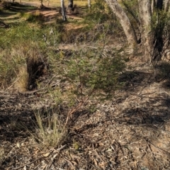 Acacia deanei subsp. deanei at Dubbo, NSW - 31 Dec 2023