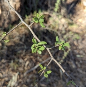 Lycium ferocissimum at Dubbo, NSW - 31 Dec 2023 05:24 PM