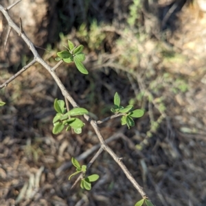 Lycium ferocissimum at Dubbo, NSW - 31 Dec 2023