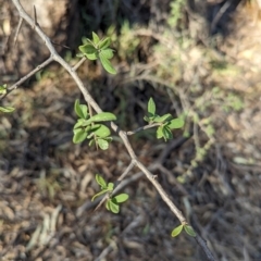 Lycium ferocissimum at Dubbo, NSW - 31 Dec 2023