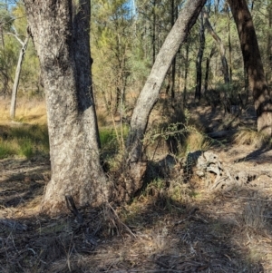Lycium ferocissimum at Dubbo, NSW - 31 Dec 2023