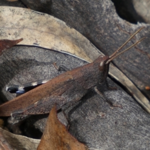 Cirphula pyrrhocnemis at Numeralla, NSW - 31 Dec 2023
