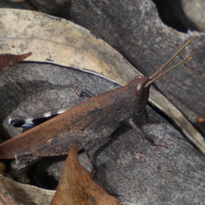 Cirphula pyrrhocnemis (Variable Cirphula) at Numeralla, NSW - 30 Dec 2023 by SteveBorkowskis