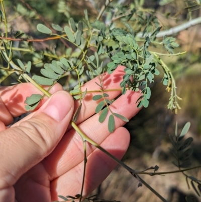 Acacia spectabilis (Pilliga Wattle, Glory Wattle) at Dubbo, NSW - 31 Dec 2023 by Darcy