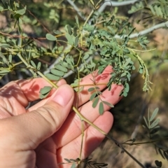 Acacia spectabilis at Dubbo, NSW - 31 Dec 2023