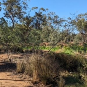 Acacia spectabilis at Dubbo, NSW - 31 Dec 2023 05:25 PM