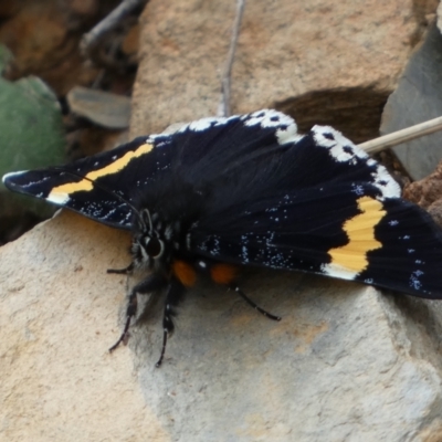 Eutrichopidia latinus (Yellow-banded Day-moth) at Numeralla, NSW - 30 Dec 2023 by SteveBorkowskis