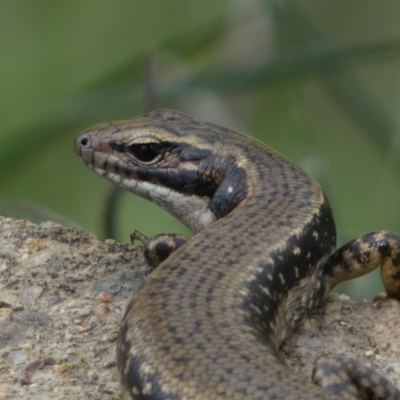 Eulamprus heatwolei (Yellow-bellied Water Skink) at Numeralla, NSW - 30 Dec 2023 by SteveBorkowskis