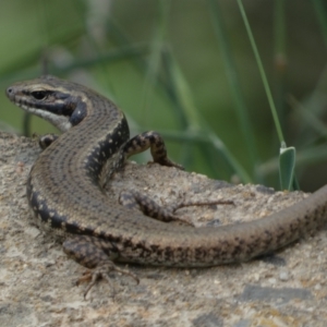 Eulamprus heatwolei at Numeralla, NSW - 30 Dec 2023