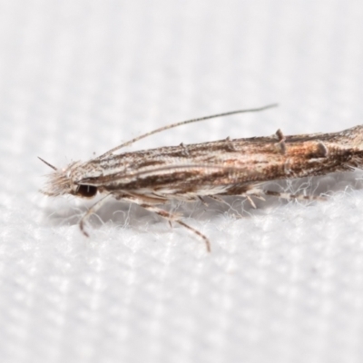 Leptozestis and Trachydora (genera) (A cosmet moth) at Jerrabomberra, NSW - 31 Dec 2023 by DianneClarke