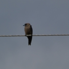 Artamus cyanopterus cyanopterus (Dusky Woodswallow) at Numeralla, NSW - 30 Dec 2023 by SteveBorkowskis