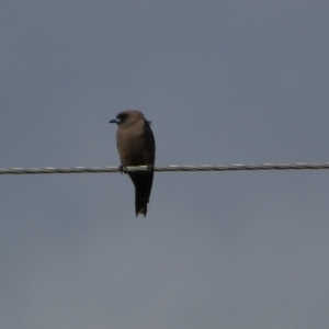 Artamus cyanopterus at Numeralla, NSW - 30 Dec 2023 05:33 PM