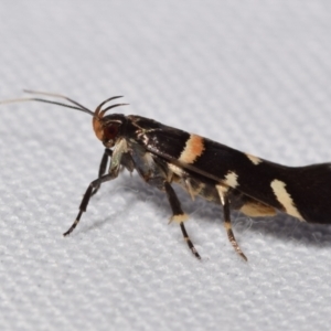 Macrobathra harmostis at QPRC LGA - suppressed