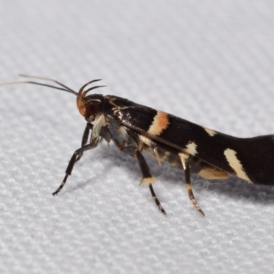 Macrobathra harmostis (a Cosmopterigid moth) at Jerrabomberra, NSW - 31 Dec 2023 by DianneClarke