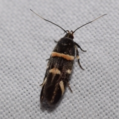 Macrobathra harmostis at QPRC LGA - suppressed