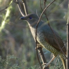 Ptilonorhynchus violaceus (Satin Bowerbird) at Jerrabomberra, NSW - 17 Dec 2023 by SteveBorkowskis