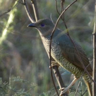 Ptilonorhynchus violaceus (Satin Bowerbird) at QPRC LGA - 17 Dec 2023 by SteveBorkowskis