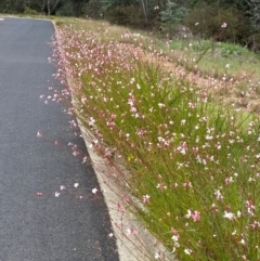 Oenothera lindheimeri (Clockweed) at Jerrabomberra, NSW - 31 Dec 2023 by SteveBorkowskis