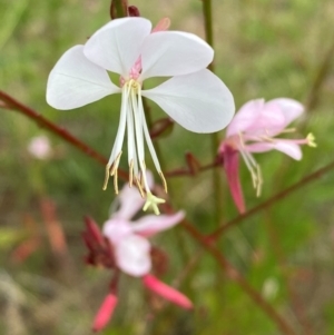 Oenothera lindheimeri at QPRC LGA - 31 Dec 2023