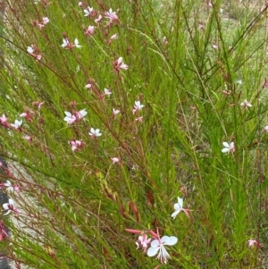 Oenothera lindheimeri at QPRC LGA - 31 Dec 2023