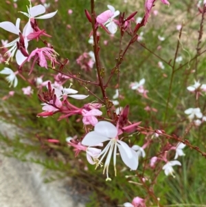 Oenothera lindheimeri at QPRC LGA - 31 Dec 2023