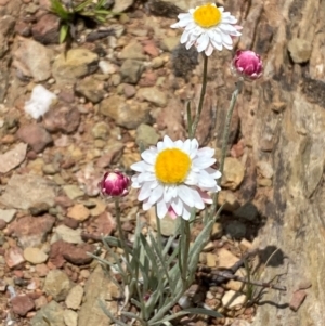 Leucochrysum albicans subsp. tricolor at Numeralla, NSW - suppressed