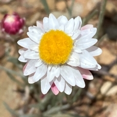 Leucochrysum albicans subsp. tricolor at Numeralla, NSW - suppressed